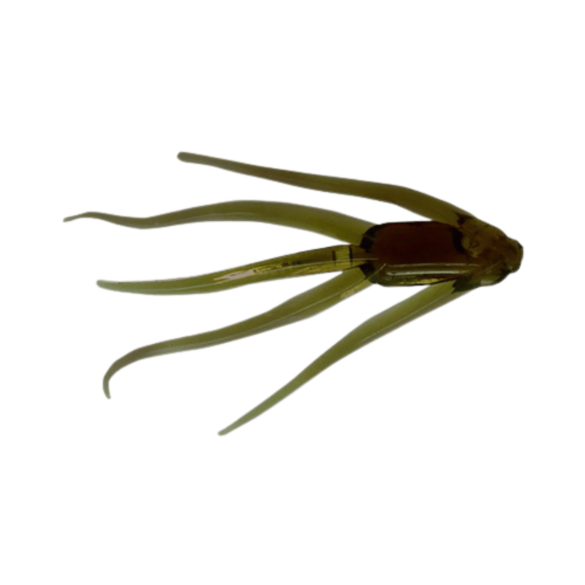 CLAM MAKI LURE -  1-1/4 IN - Image 7