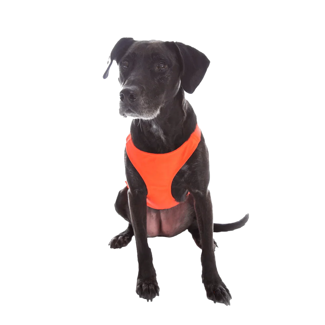 MENDOTA PET SKID PLATE - NARROW CHEST (SM, MD, LG) - Image 3
