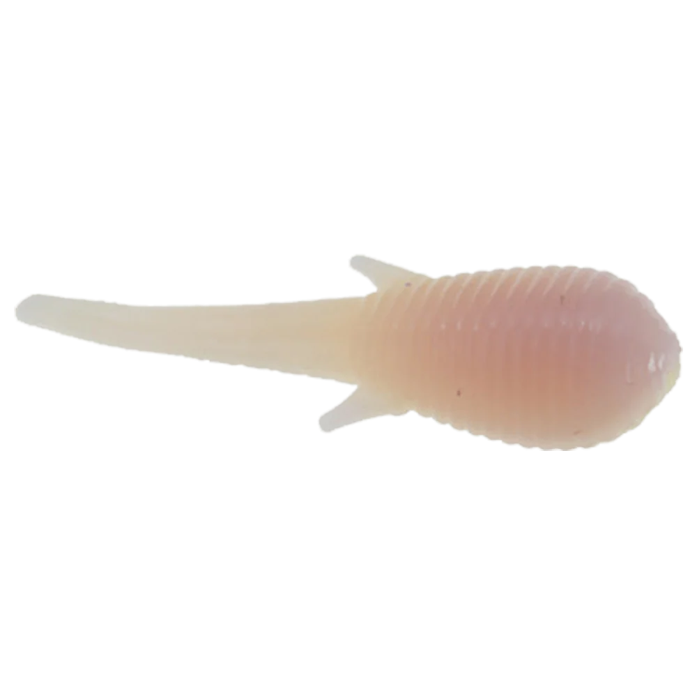 CLAM SOLDIER FLY - Image 4