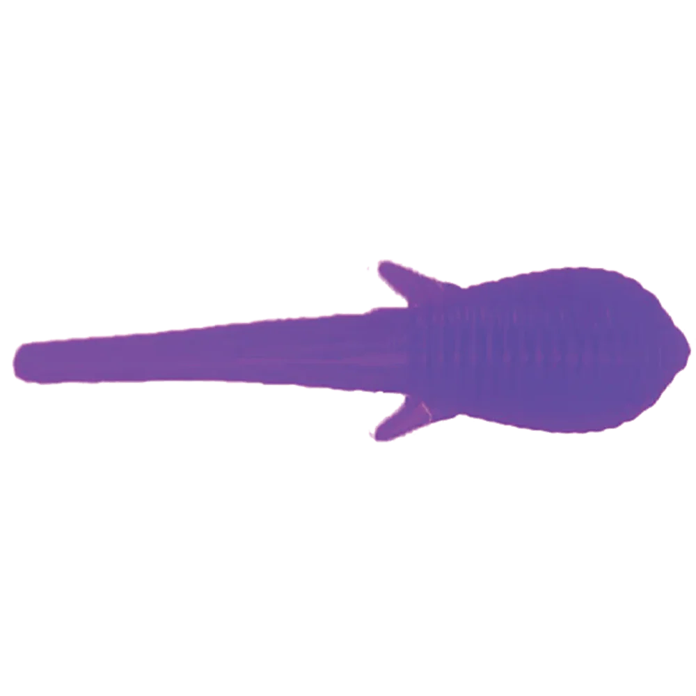 CLAM SOLDIER FLY - Image 9