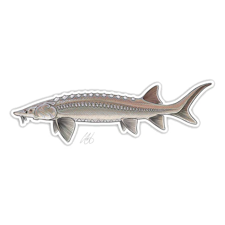 FISH DECALS - Image 12