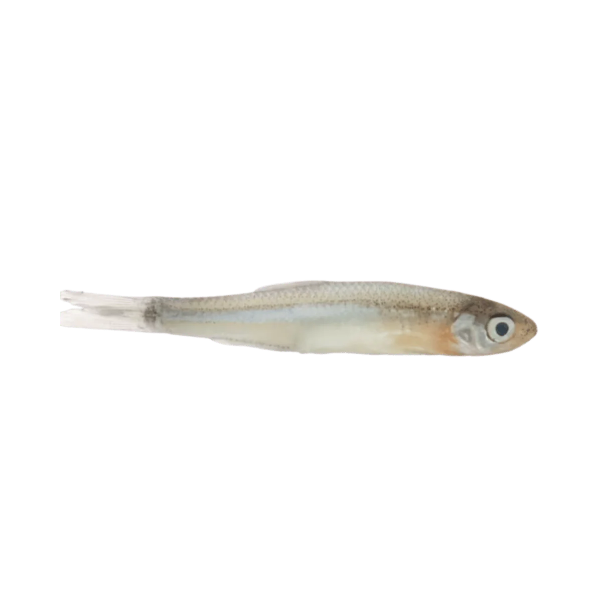 MAGIC SHINER MINNOWS MD NATURAL